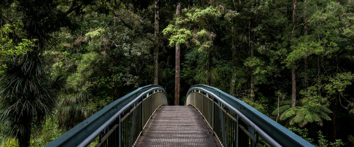 Bridge surrounded by lush greenery.